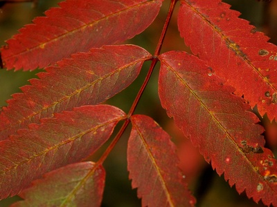 European Rowan