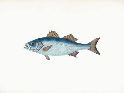 European sea bass