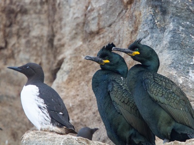 European Shag