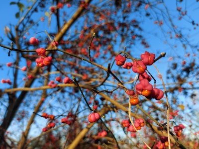 European Spindle