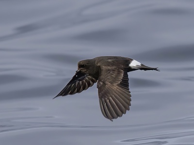 European Storm Petrel