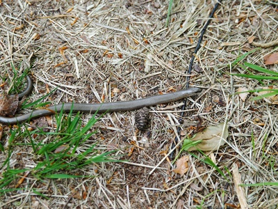 European Worm Snake