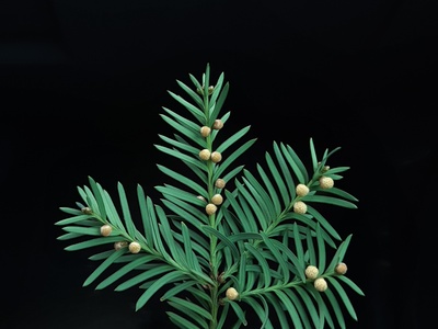 European yew
