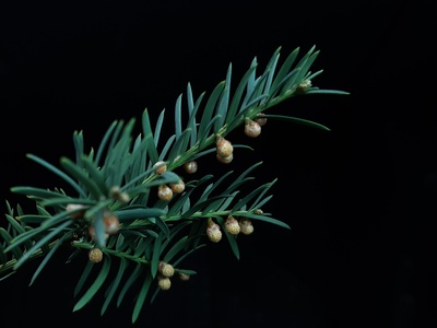 European Yew