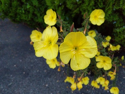 Evening Primrose