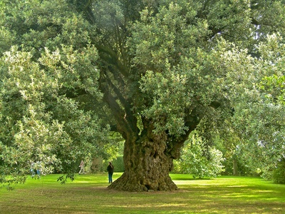 Evergreen Oak