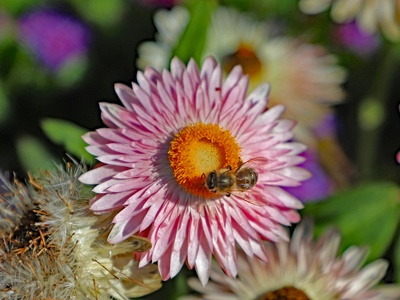 Everlasting Daisy