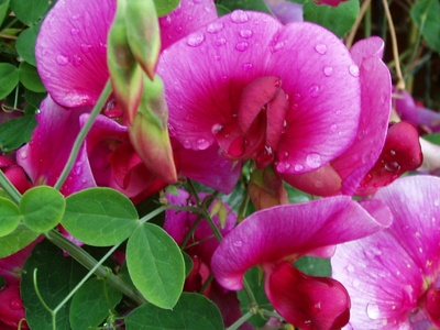 Everlasting Pea