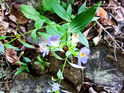 Exacum