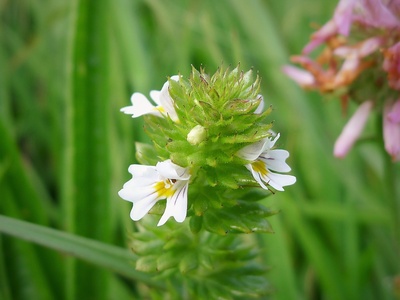 Eyebright