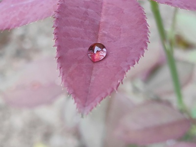 Eyelash Begonia