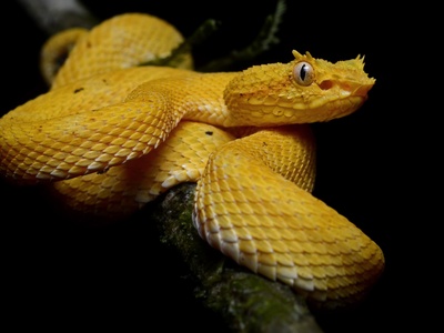 Eyelash viper