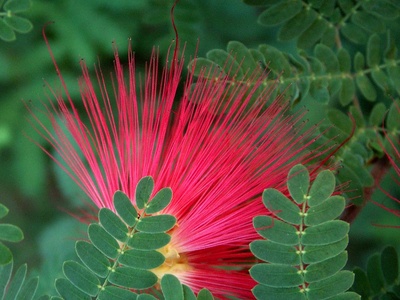 Fairy duster