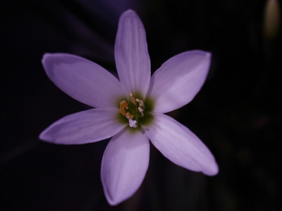 Fairy lily