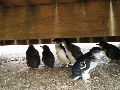 Fairy penguin