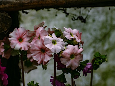 Fairy primrose