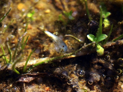 Fairy shrimp
