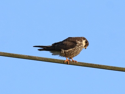 Falcon