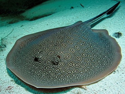 Falkner's Stingray