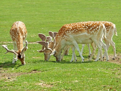 Fallow Deer