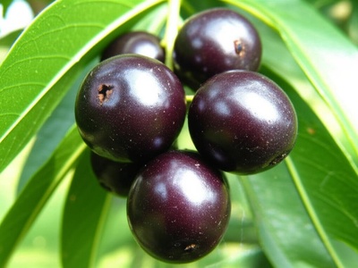 Falsa