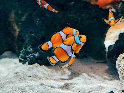 False clownfish (common name sometimes used)