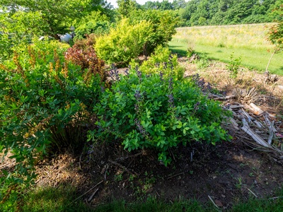 False indigo