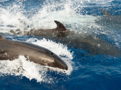 False killer whale
