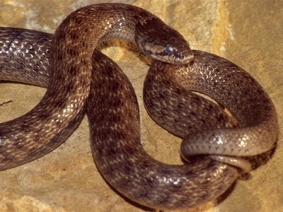 False Smooth Snake