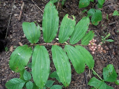 False Solomon's Seal