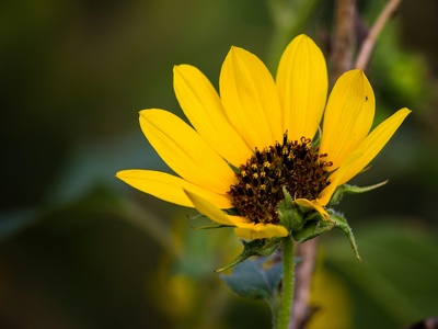False sunflower