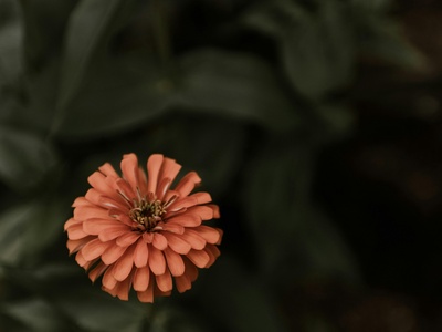 Fan flower
