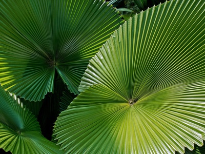 Fan palm