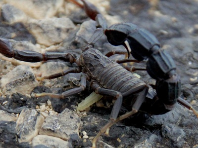 Fat-tailed scorpion