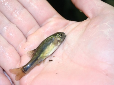 Fathead Minnow