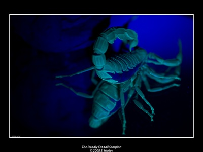 Fat‑tailed scorpion