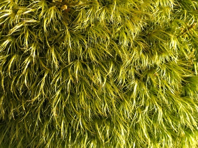 Feather moss