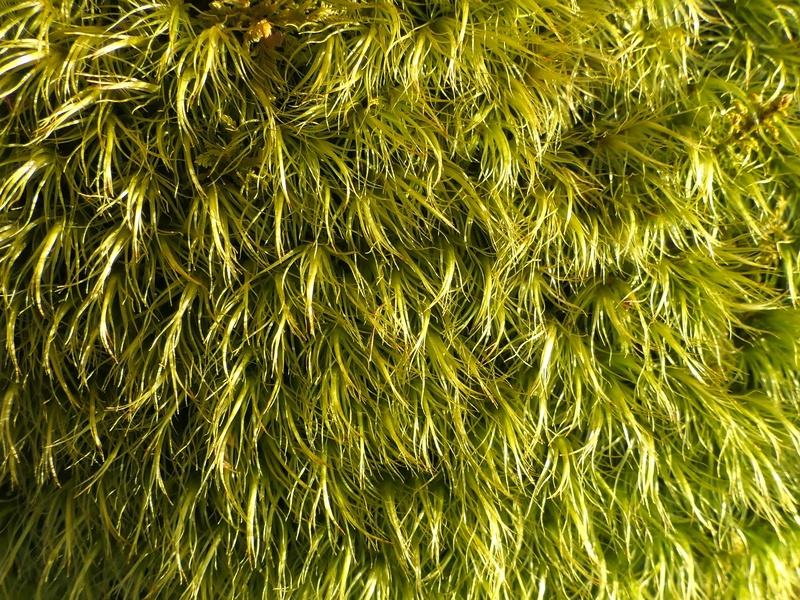 List of Moss Examples - Flora Fauna Fun