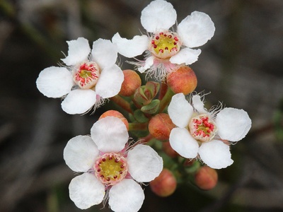 Featherflower