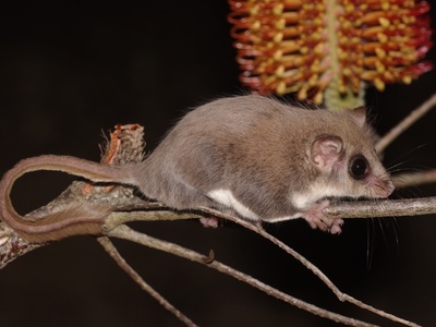 Feathertail Glider