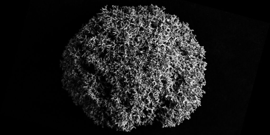 List of Moss Examples - Flora Fauna Fun