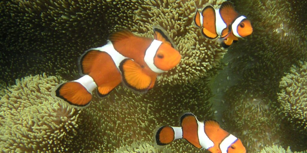List of Cute Fish - Flora Fauna Fun