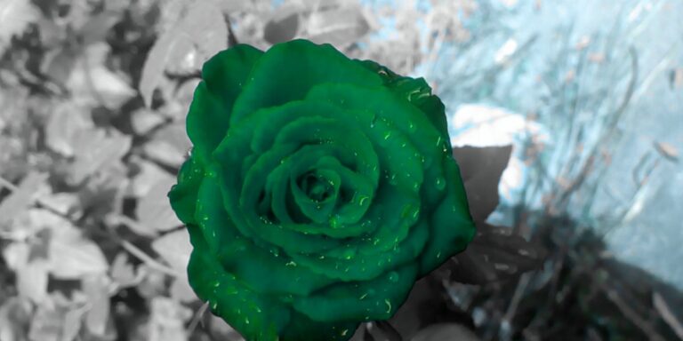 featured_image