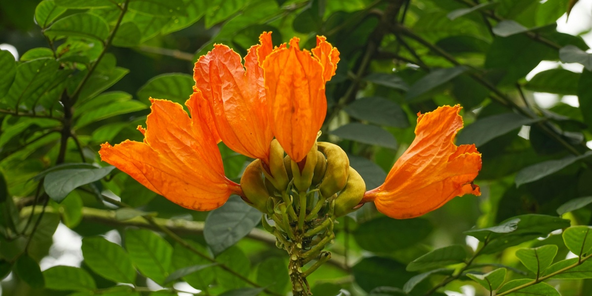 featured_image