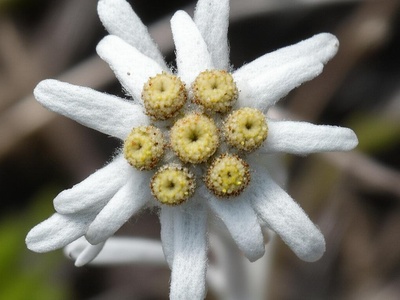 Fedtschenko's Edelweiss