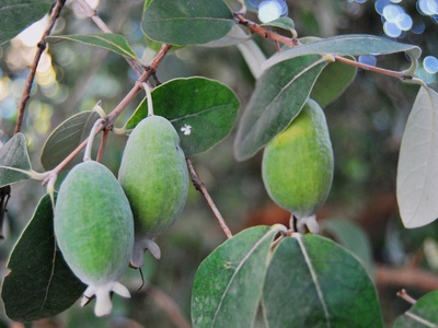 Feijoa (guayabo del Brasil)