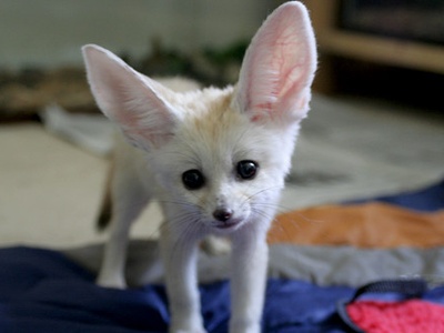 Fennec Fox
