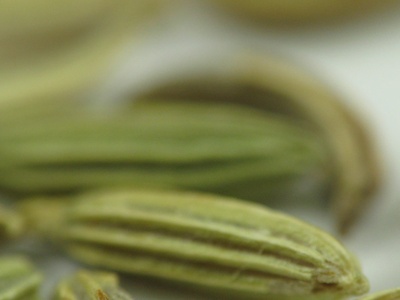 Fennel