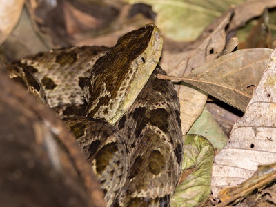 Fer-de-Lance