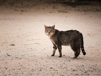 Feral Cat